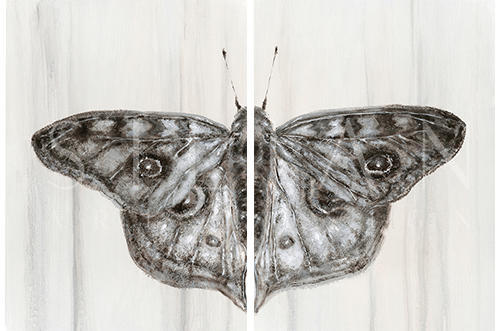 Butterfly Dreaming Ⅳ