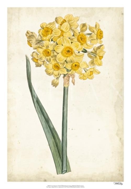 Curtis Narcissus I