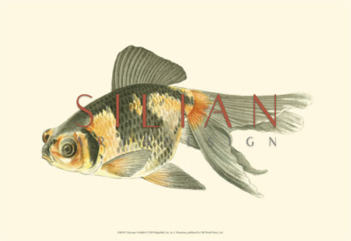 Telescope Goldfish