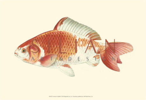 Common Goldfish