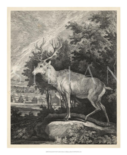 Woodland Deer II