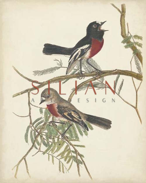 Graceful Birds IV