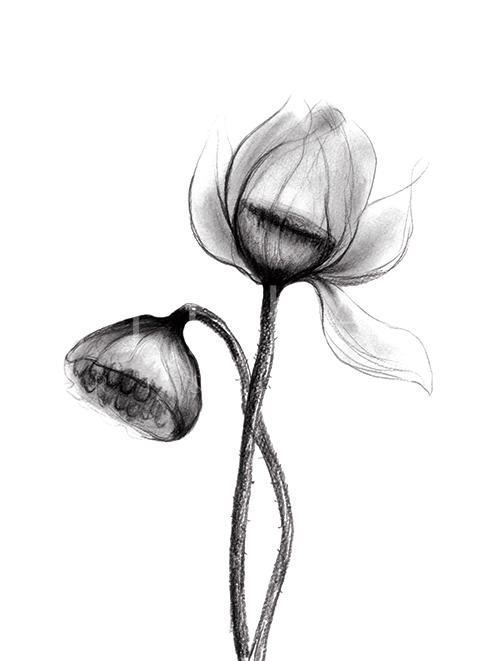 素描花卉画