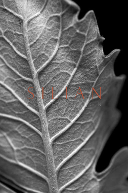 Striking Leaf II