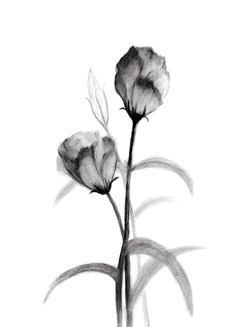 素描花卉画