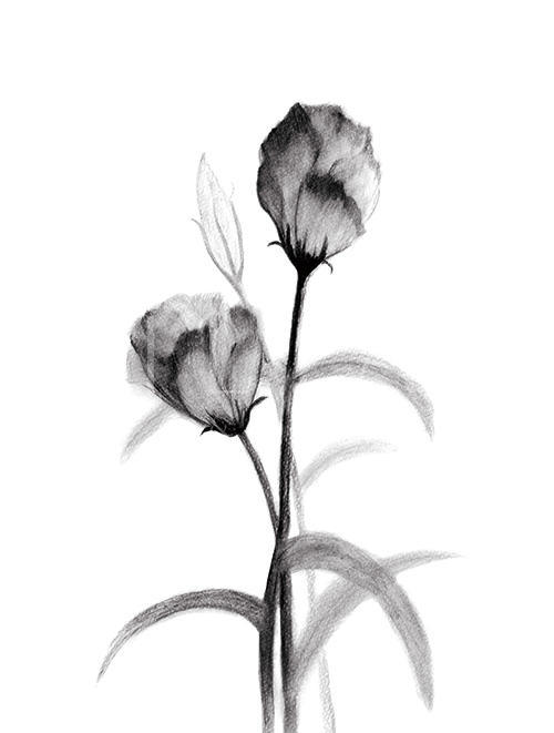 素描花卉画