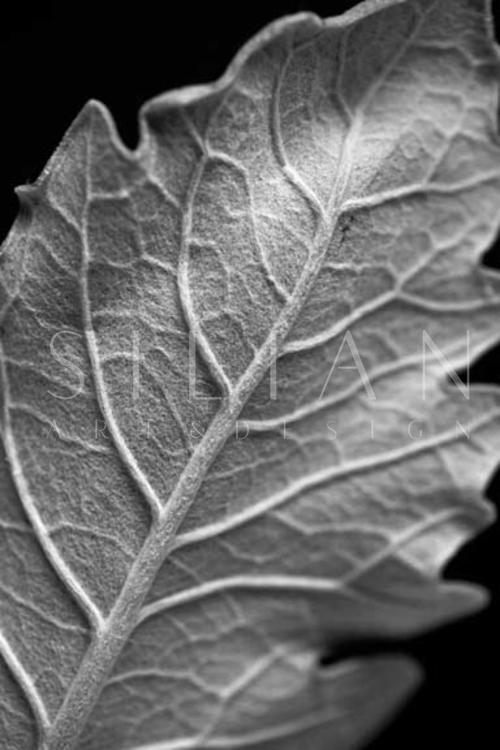 Striking Leaf I