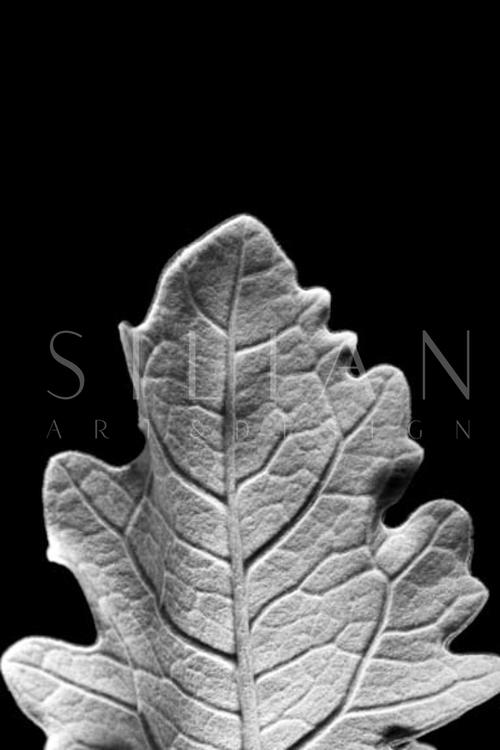 Striking Leaf IV