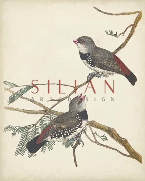 Graceful Birds I