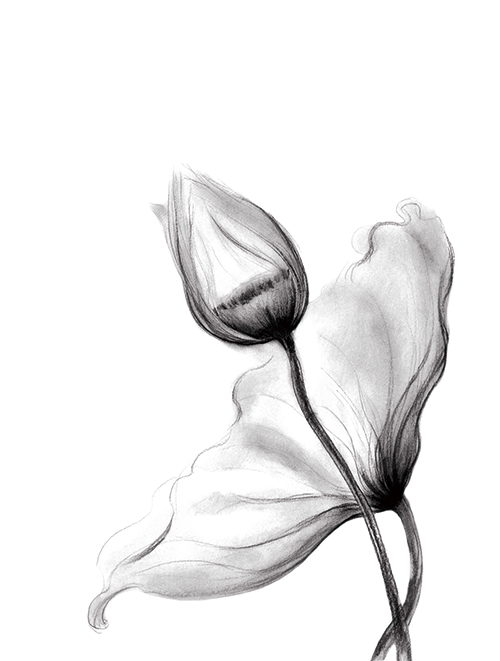 素描花卉画