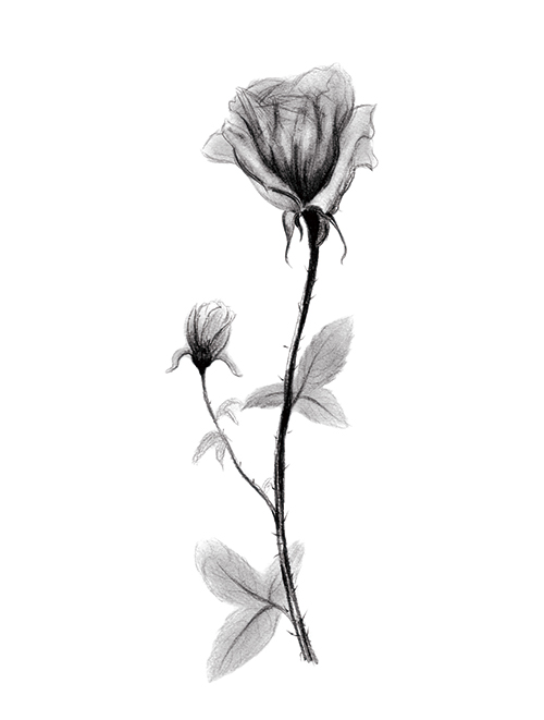 素描花卉画