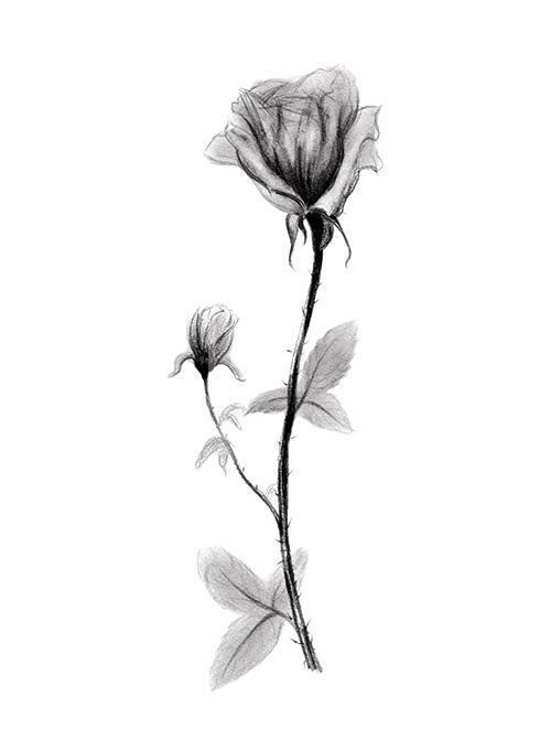 素描花卉画