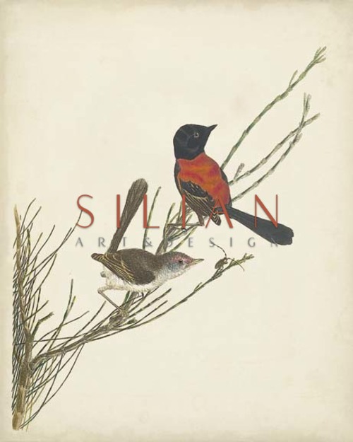 Graceful Birds III