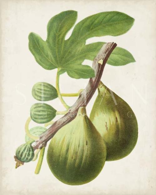 Antique Fruit IV