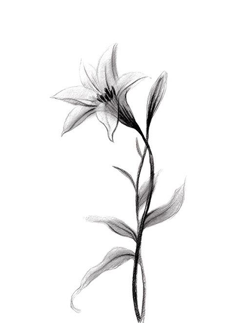 素描花卉画