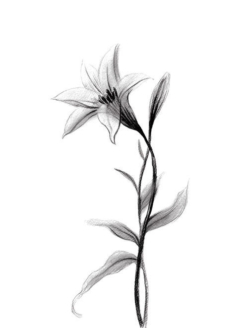 素描花卉画