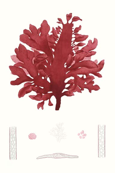 Striking Seaweed I