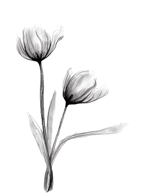 素描花卉画