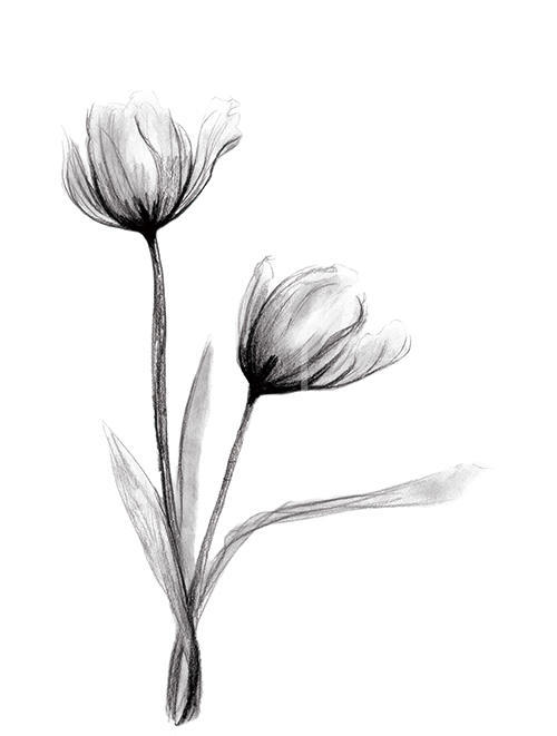 素描花卉画