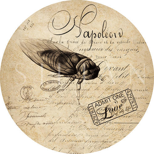 Insect Collection Ⅳ