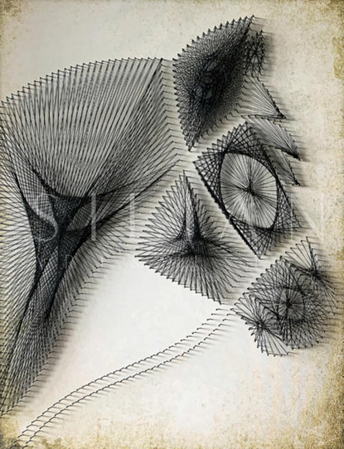 Equine  Contour I