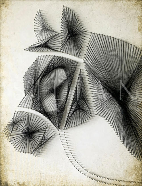 Equine  Contour II