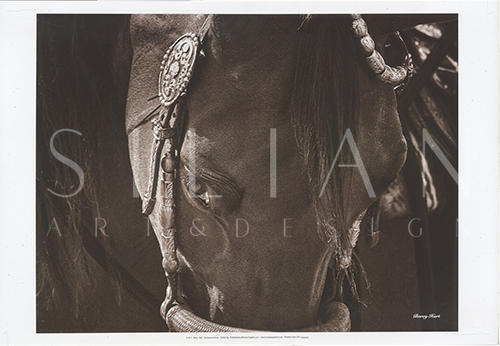 Hackamore Horse