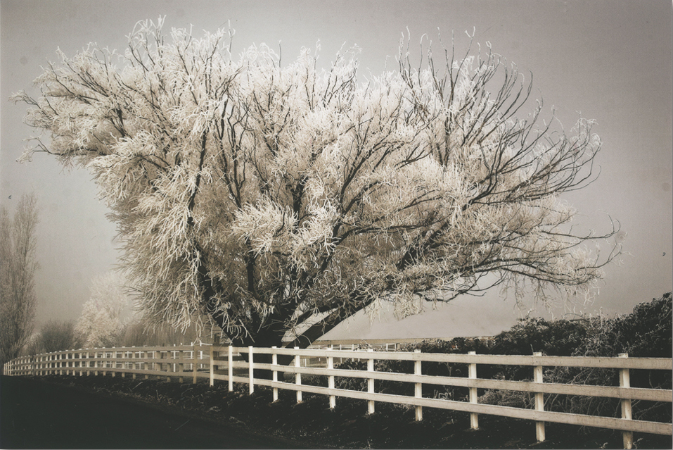 Frosted Tree & Fence