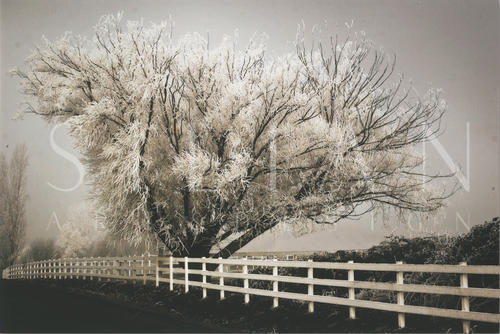 Frosted Tree & Fence