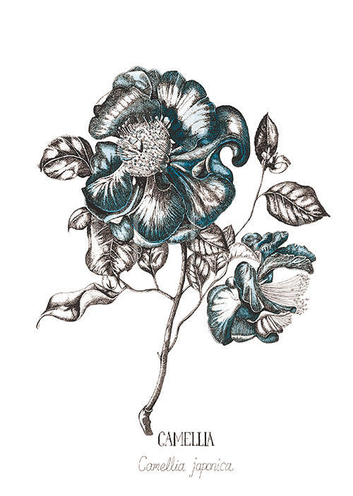 Blue Camellia