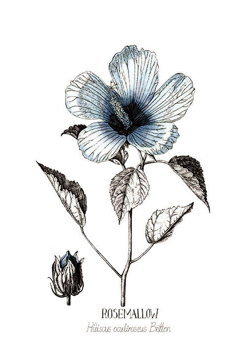 Blue Rose Mallow