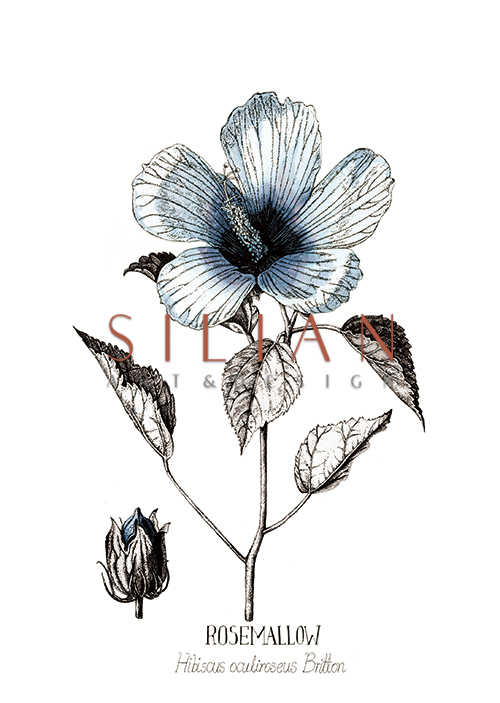 Blue Rose Mallow