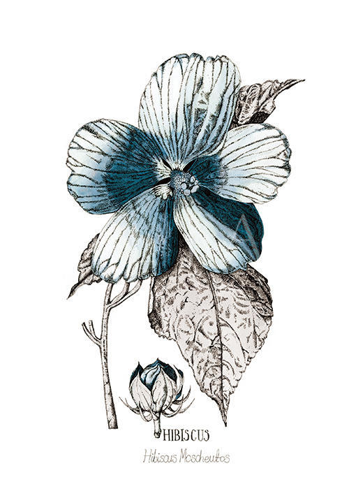 Blue Hibisus