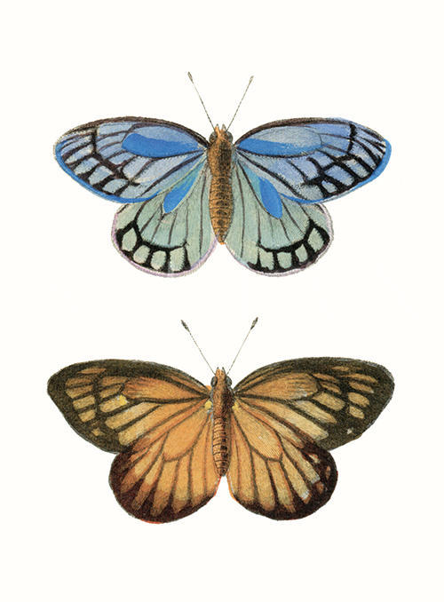 Butterflies