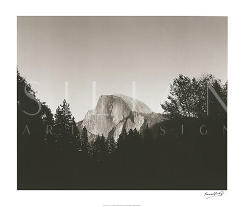 Half Dome in Trees