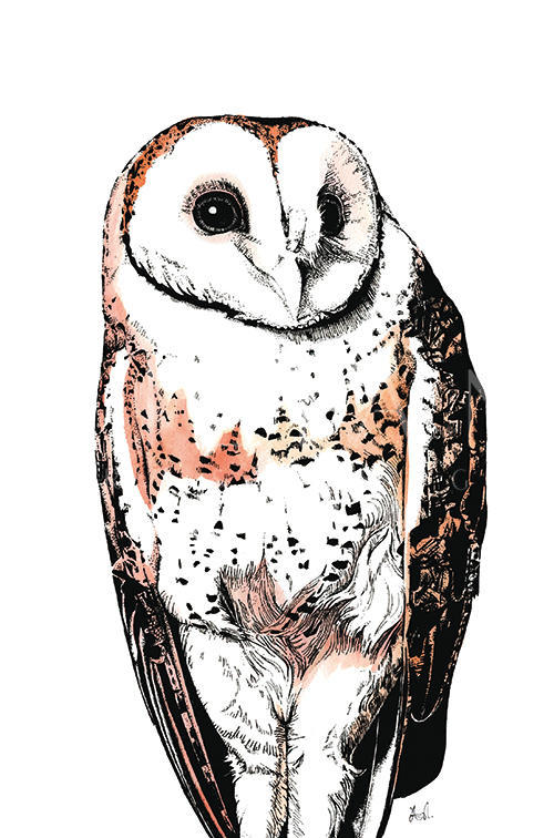 Little Owl
