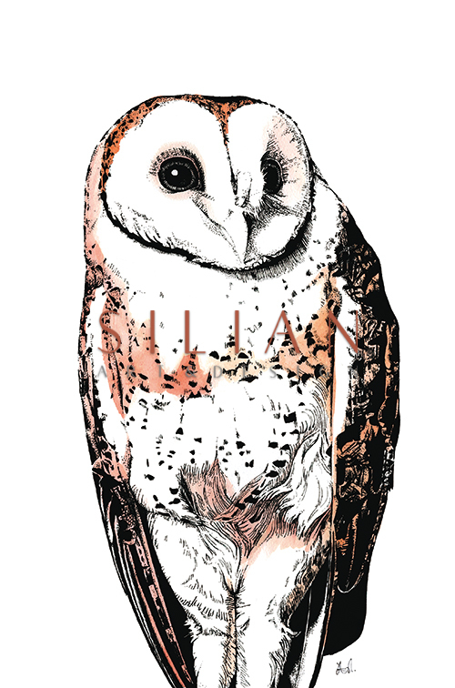 Little Owl