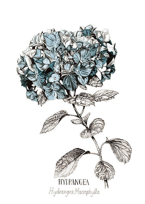 Blue Hydrangea