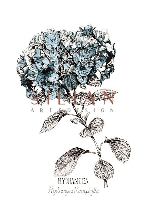 Blue Hydrangea