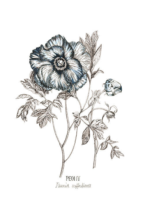 Blue Peony Ⅱ