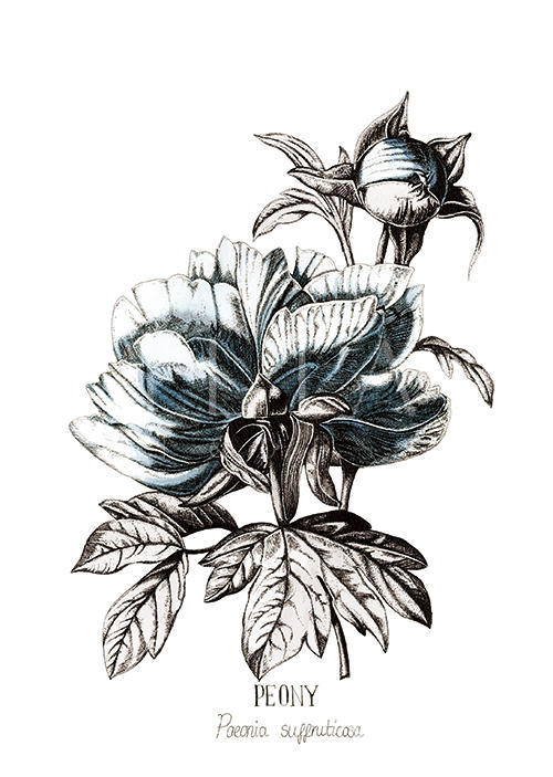 Blue Peony Ⅰ