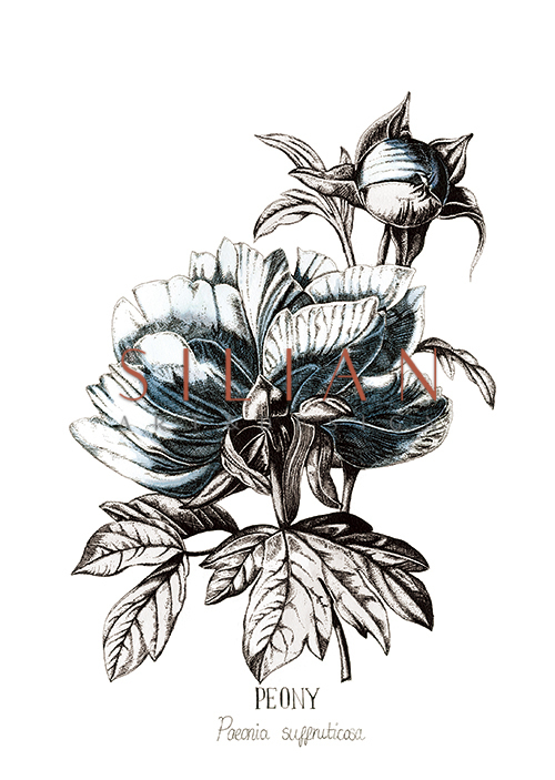 Blue Peony Ⅰ