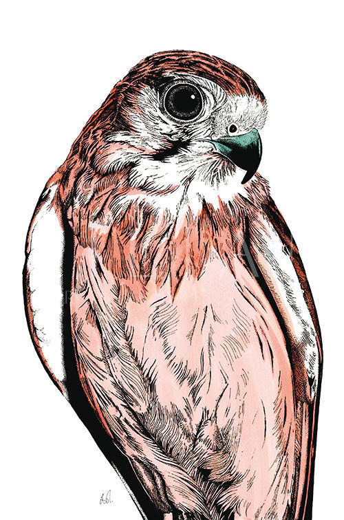 Tropical Parrot Ⅲ