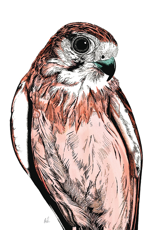 Tropical Parrot Ⅲ