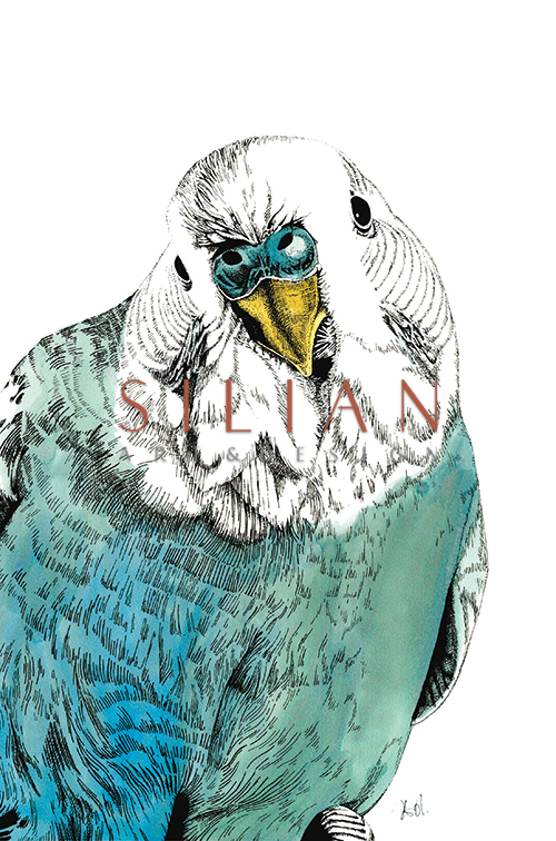 Eagle Portrait Ⅱ