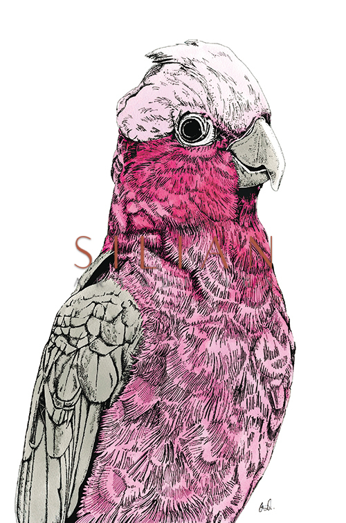 Tropical Parrot Ⅴ