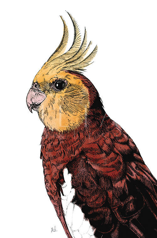 Tropical Parrot Ⅱ