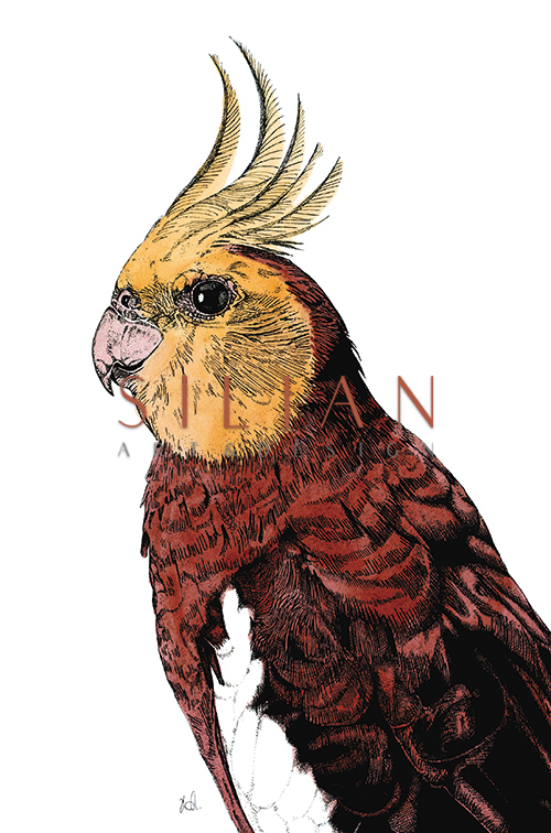 Tropical Parrot Ⅱ