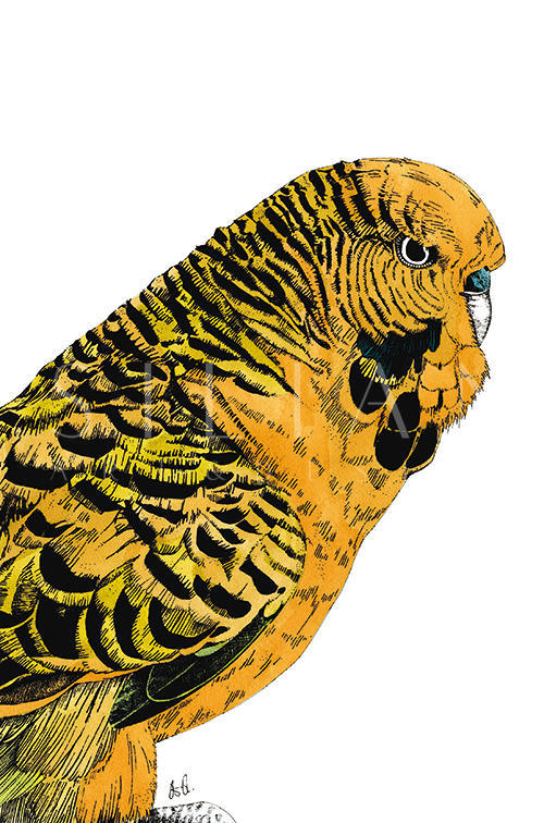 Tropical Parrot Ⅵ