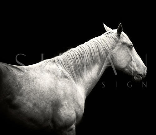 White Horse